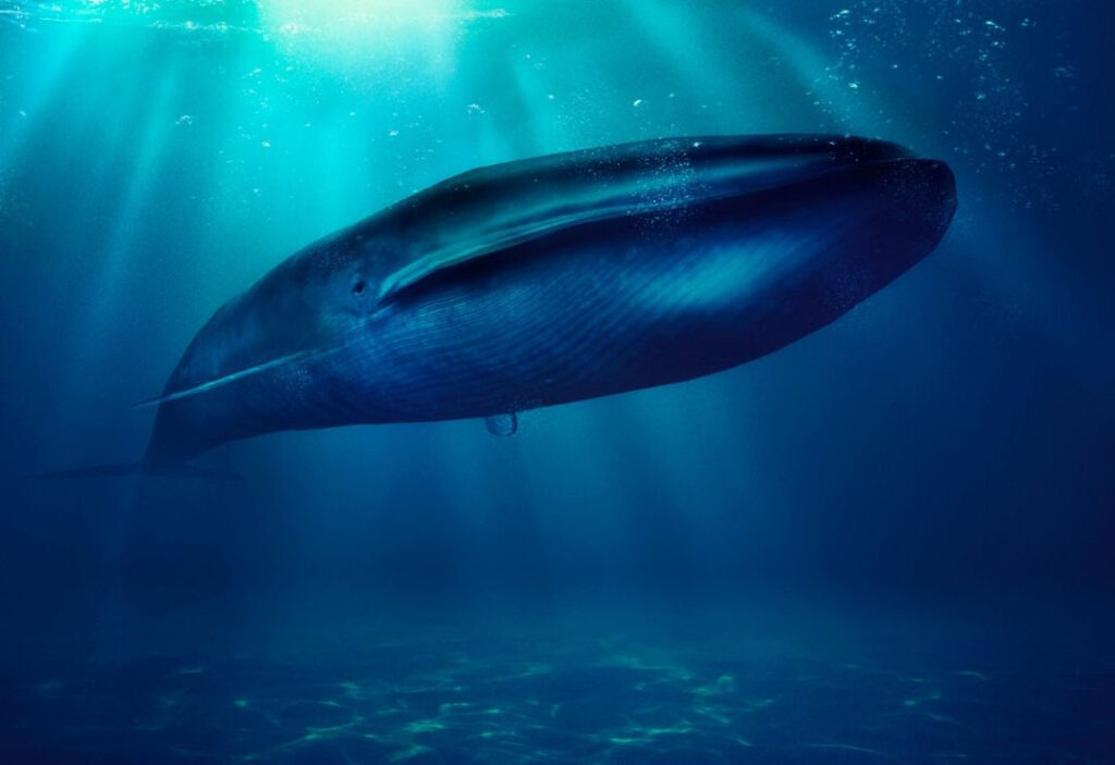 imagen de una ballena azul en el mar
